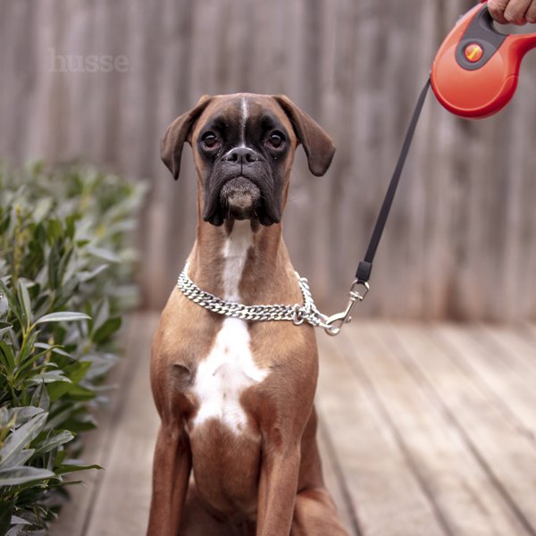 Повідець-рулетка для собак, 5 м