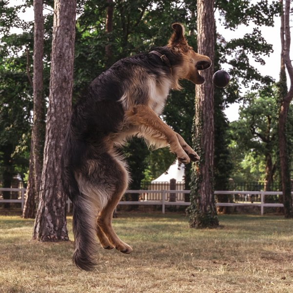 Іграшка для собак М'яч, S