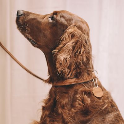 Ошийник шкіряний для собак, L